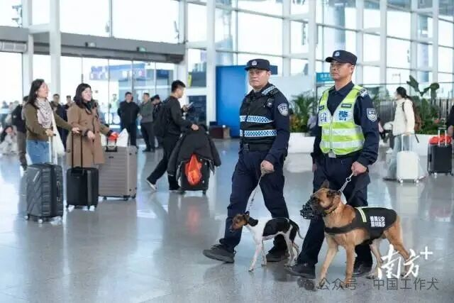 探秘番禺公安“汪汪队”：本土警犬显担当 科技练兵聚战力