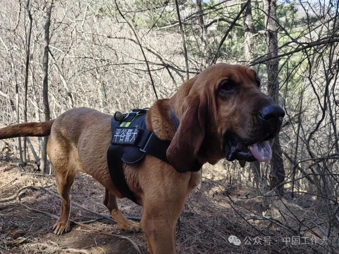深夜林区大搜救，解锁警犬“大耳朵”名字背后的故事