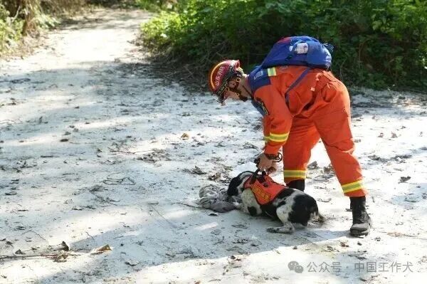 【为群众办实事】6小时鏖战陡峭山地！人犬机协同寻回走失老人