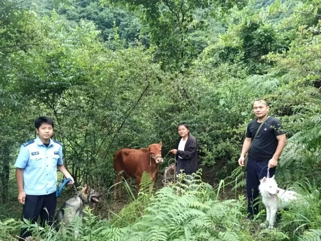 十五载拓荒育尖兵！麻江公安深耕本土下司犬，锻造山地警务“无言战友”