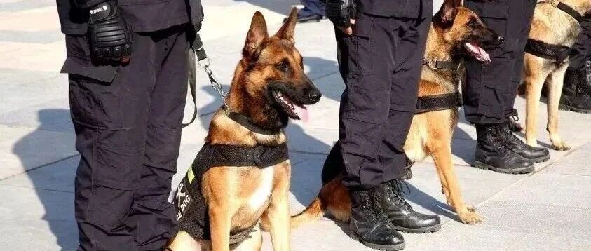 【经验分享】浅谈警犬警戒的效能优化与战术演进