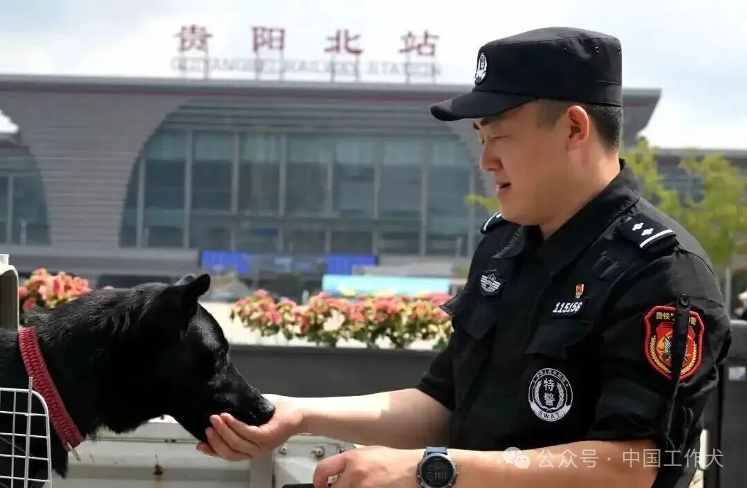 人犬同心护归途｜警犬“然达姆”的国庆安保日记