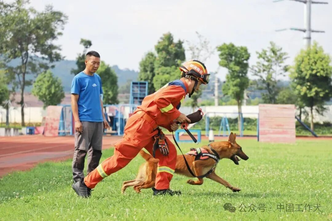 打磨细节提质效 深耕实战强技能 锻造全能山地搜救“无言尖兵”