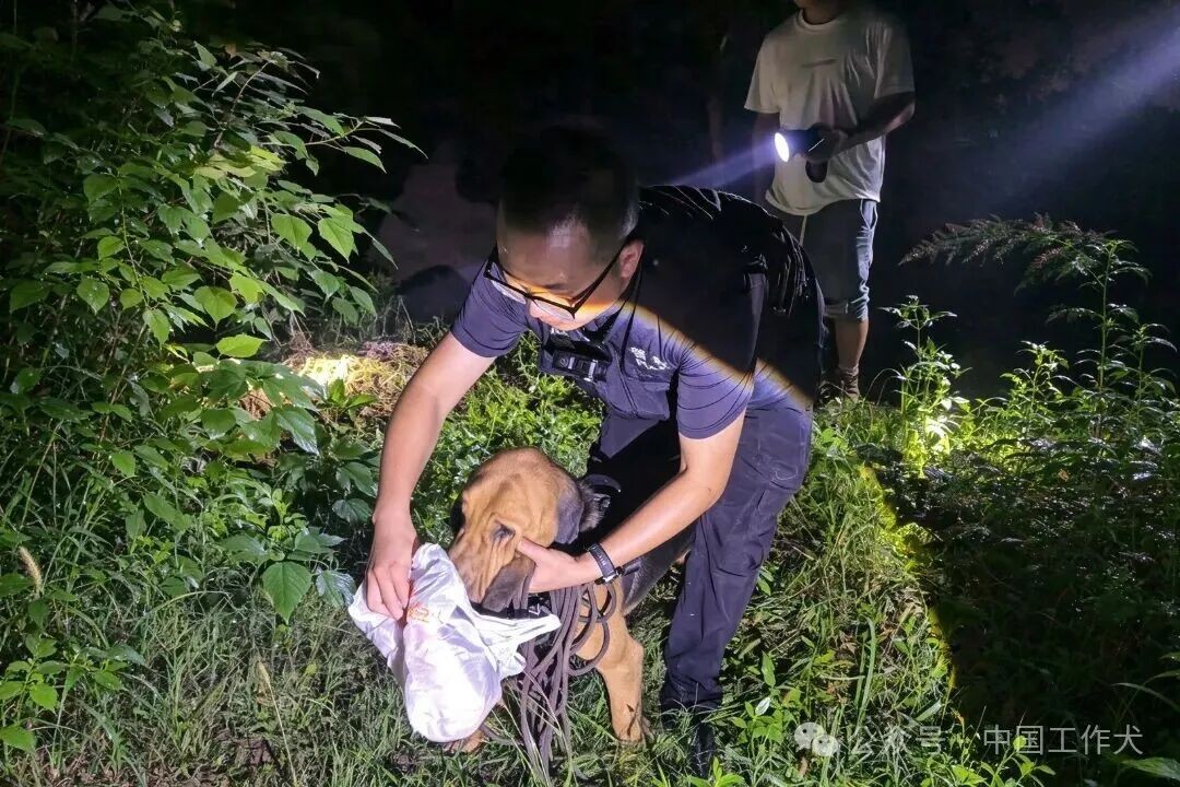 【为群众办实事】雨夜深山，警犬“黑虎”4公里追踪找回走失老人