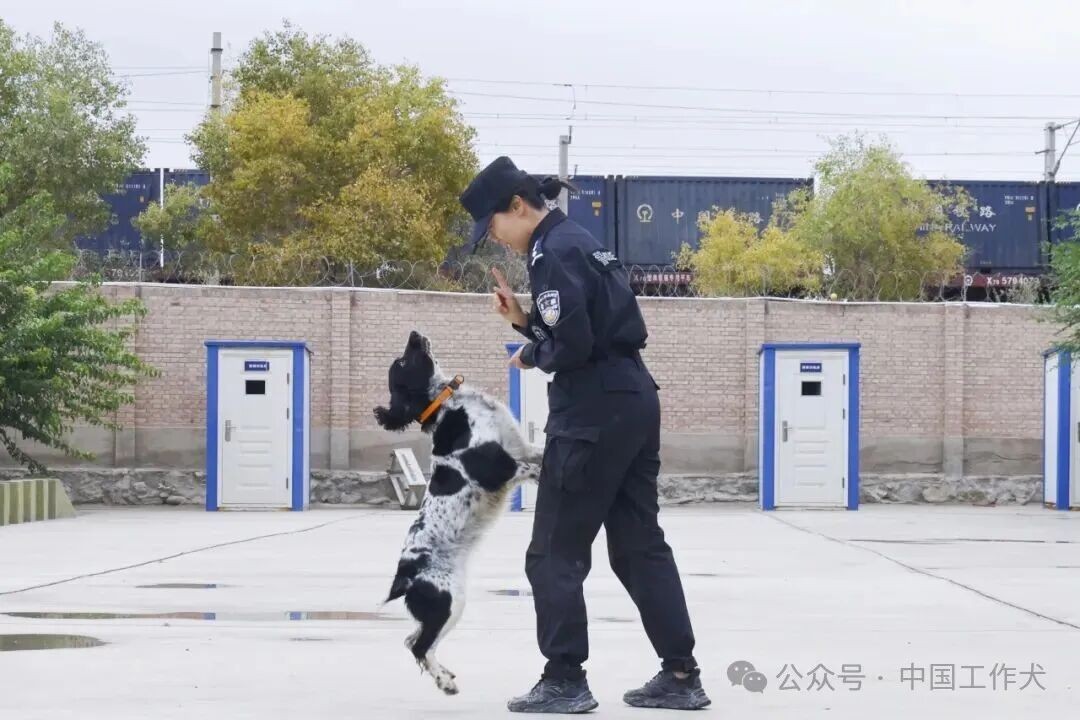 【人犬情缘】风沙砺初心 人犬共坚守——铁路女警郭雪晨和她的警犬战友