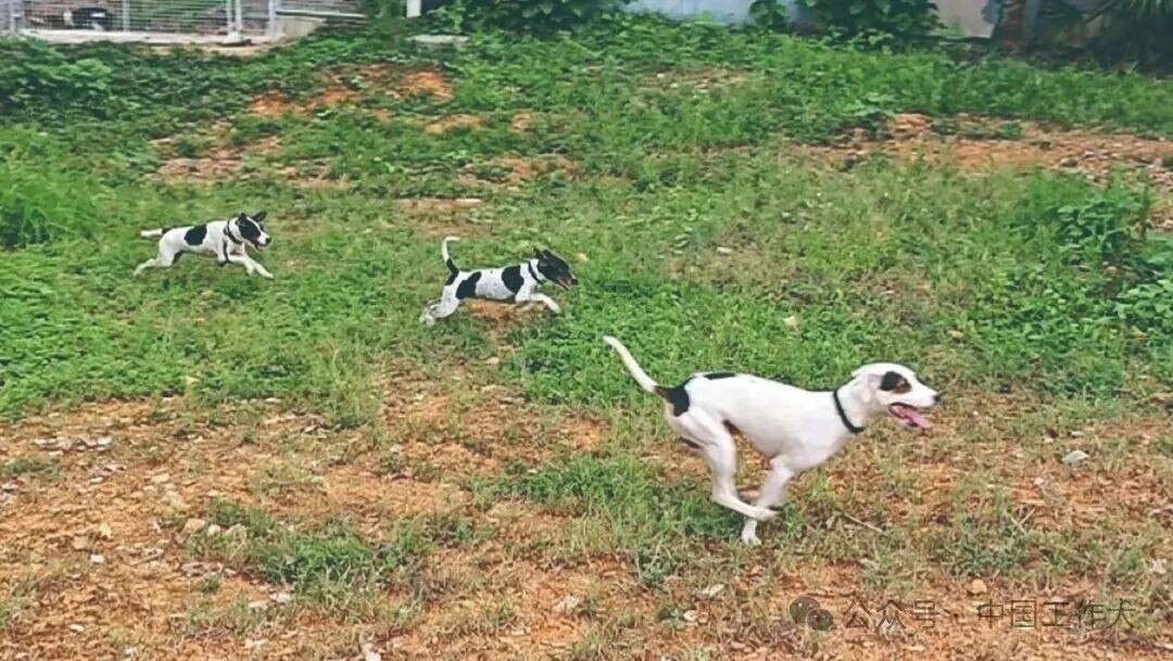 【经验分享】浅谈太仓犬群体搜索训练要点
