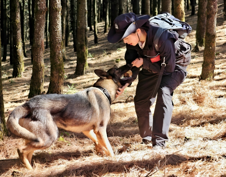 从“无言战友”到“国字号名片”：昆明犬在新时代公安实战中的担当与荣光