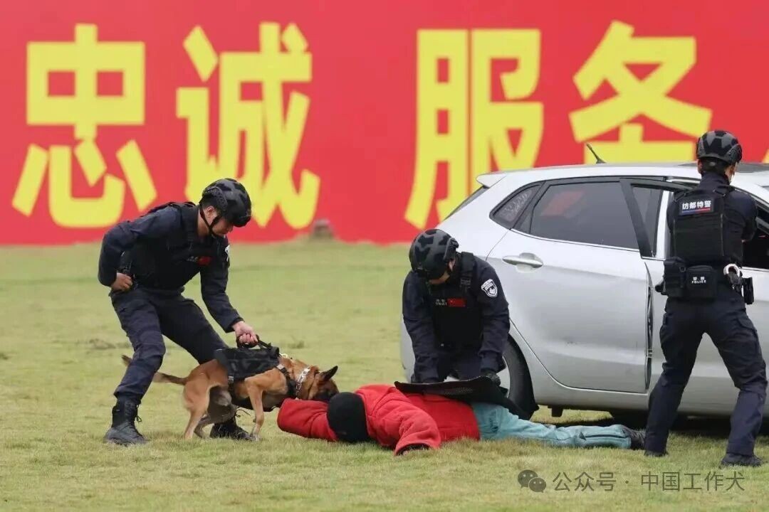 空地联动 犬力出击！柯桥警犬特攻队亮相全国公安机关警务实战教官技能比武开幕式