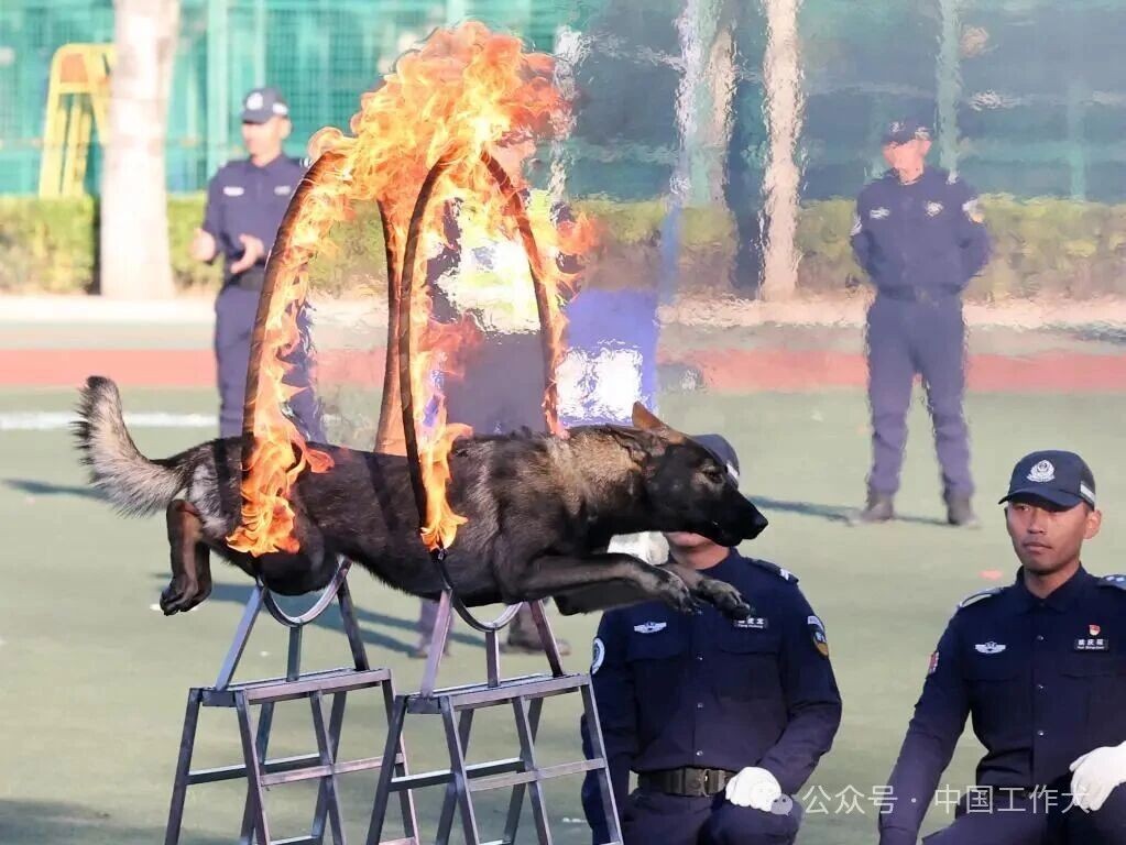 巅峰对决！2026“奇兵杯”昆明犬展评暨服从训练比赛重磅来袭
