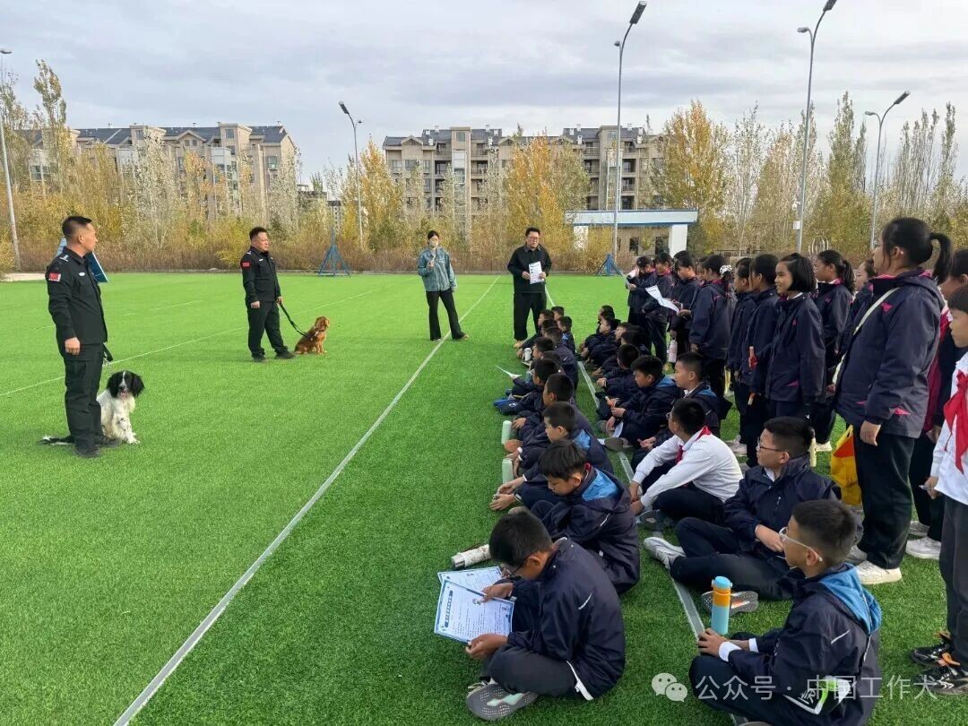 零距离邂逅无言卫士！康巴什少年警校开展警犬主题研学